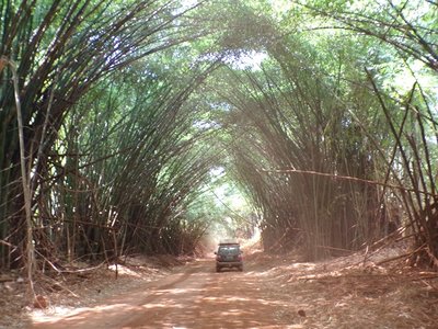Forêt de bambous Guinée N'Zo.jpg